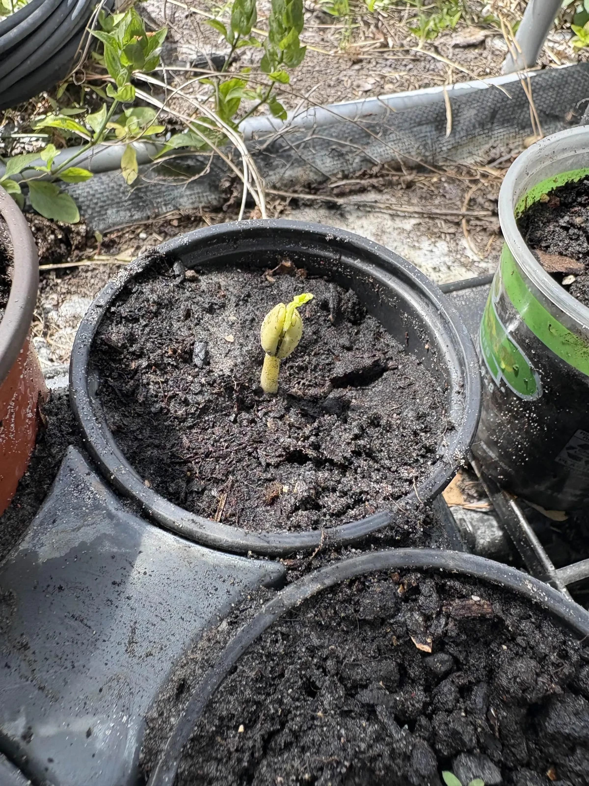 10 Raw Tamarind Seeds for Planting, Herbal Use, Tropical Gardening | tamarindus