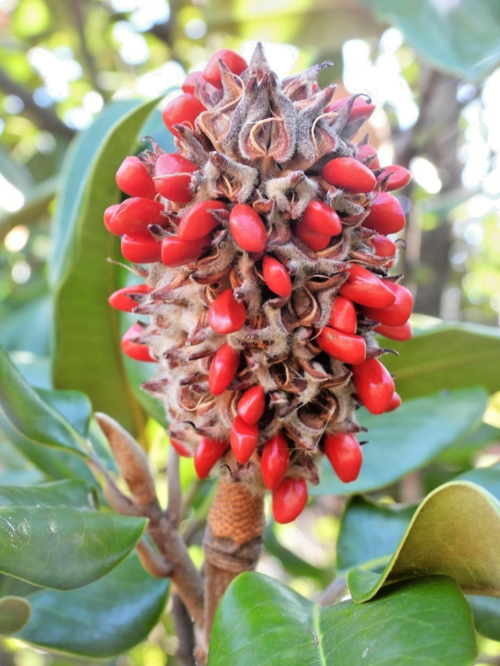 10 SPRING GROVE MAGNOLIA SEEEDS – Magnolia grandiflora ‘Spring Grove’
