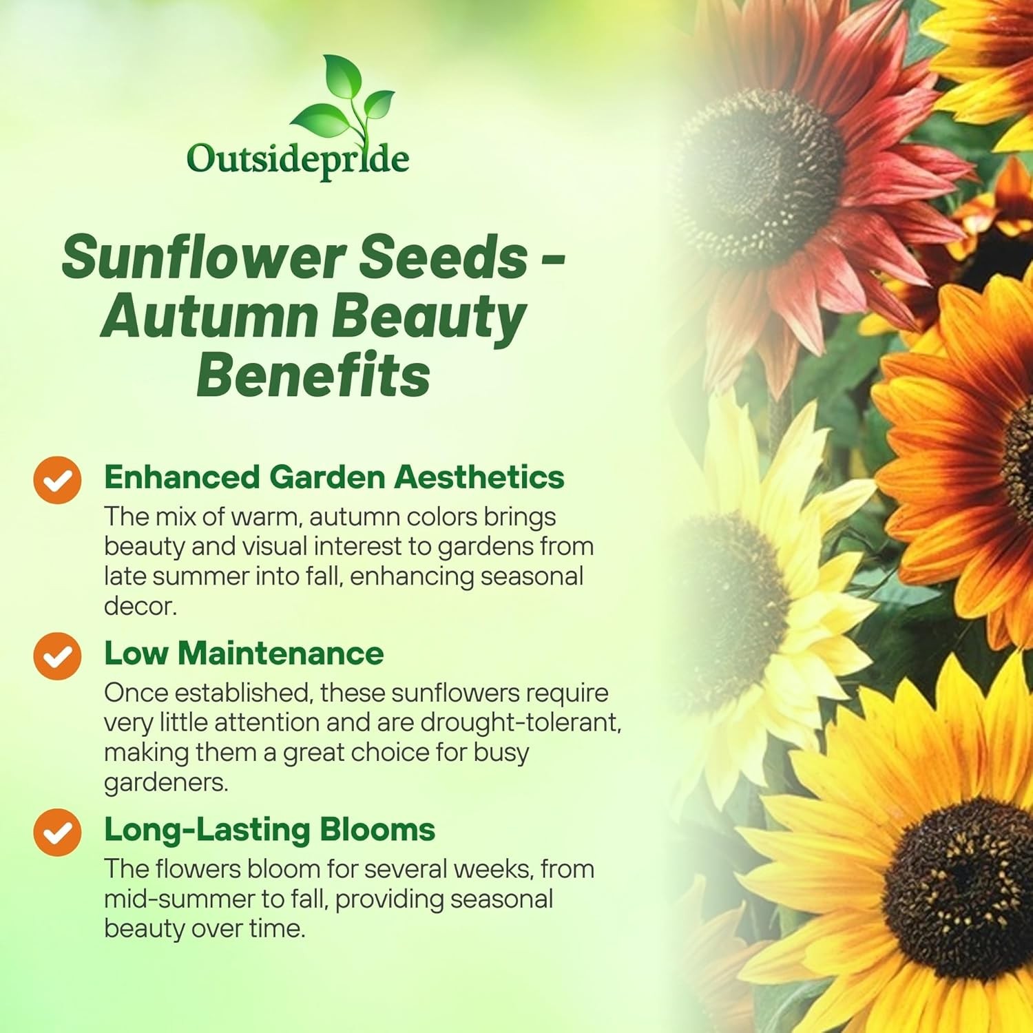 5 LB Sunflower Seeds – Sunflower Autumn Beauty Flower Seed