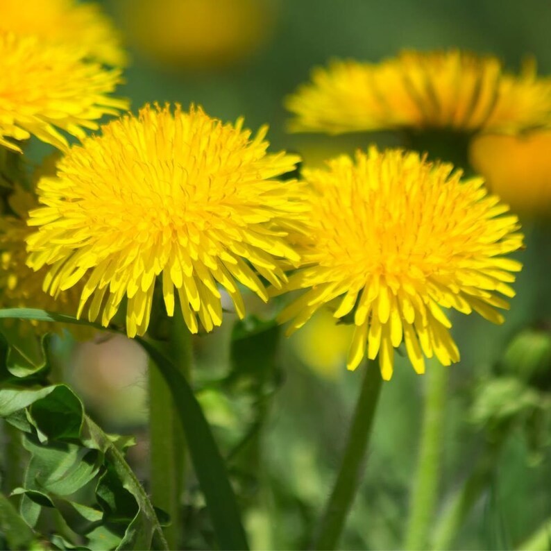 2500-3000 Dandelion seeds – Taraxacum Officinale