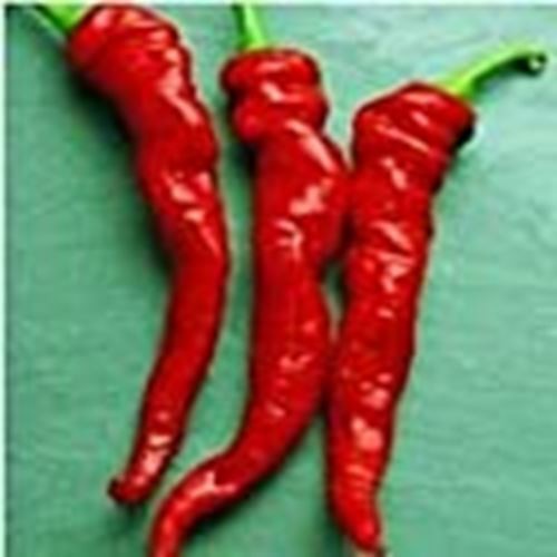 Cayenne Large Thick Hot Peppers Seeds (((25 Seed Packet))) (More Heirloom, Organ