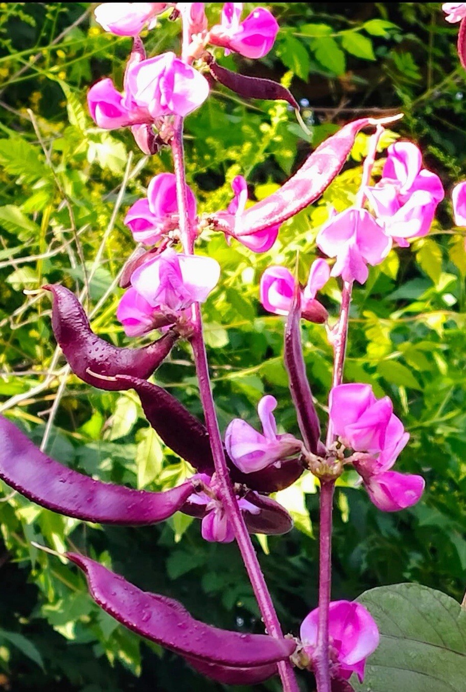 15+ SEEDS- BATAW I LABLAB PURPUREUS I Purple Moon Hyacinth Bean Buy2get1Free