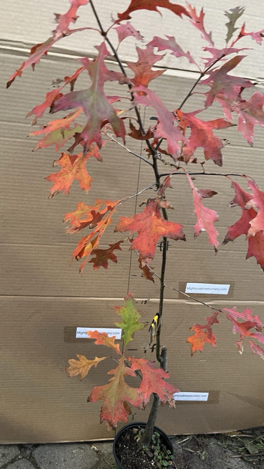Exact plant #10, Pin Oak Quercus palustris 4-5 year old