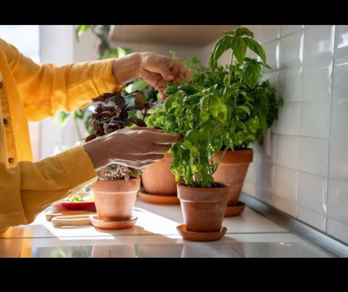 Genovese Basil Seeds 🍀| NON-GMO Basil Seeds | Fresh Heirloom Garden Seeds📍100+