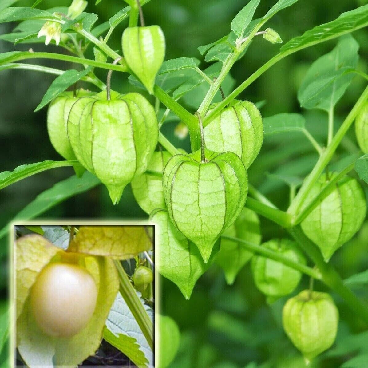 GROUND CHERRY, CAPE GOOSEBERRY, CPHYSALIS PERUVIANA SEEDS, HẠT THÙ LÙ (200+ PCS)