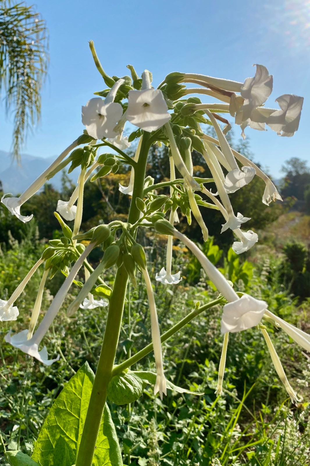 Organic Sylvestris Woodland Tobacco Seeds Heirloom Bulk Packet USA Grown Non-GMO