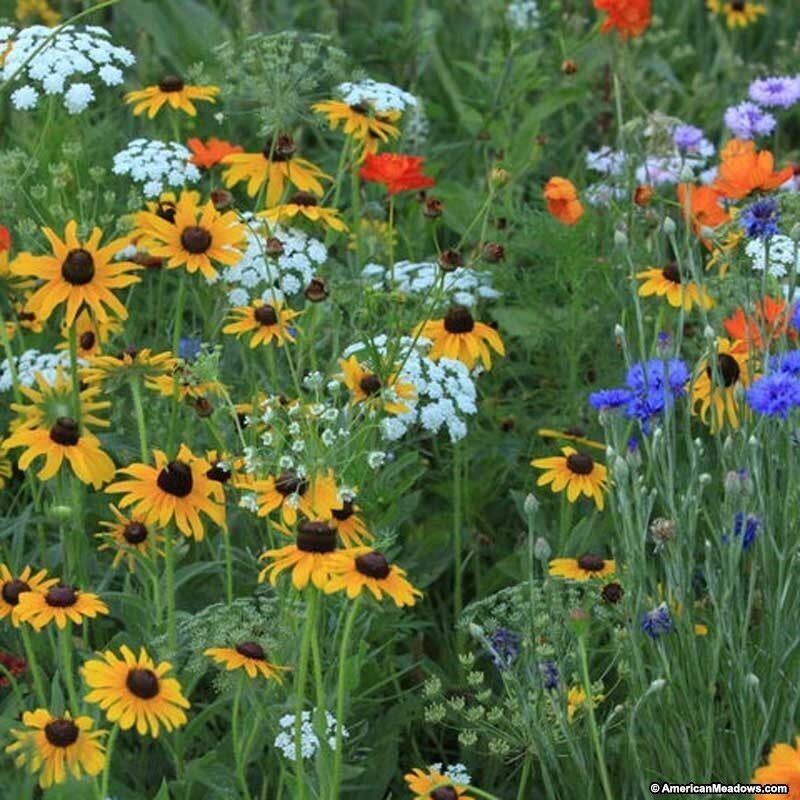 Southeast Wildflower Seed Mix, 22 Stunning Annuals and Perennials, FREE SHIPPING