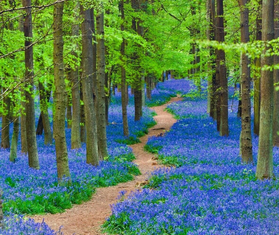 20 Virginia Bluebell Flowers/Roots – Blue Bell Plants – Mertensia virginica