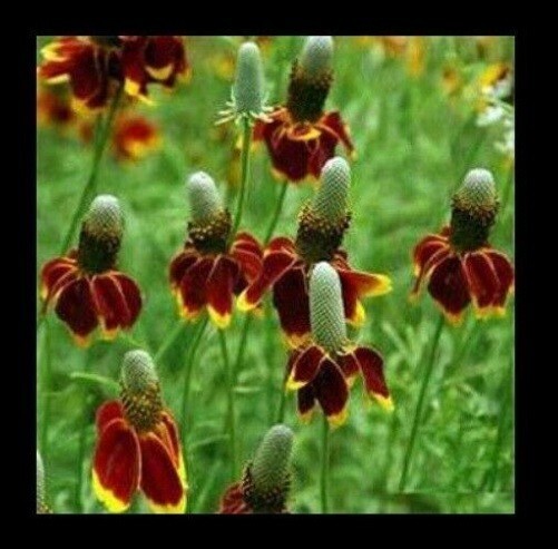 Mexican Hat 100 – 10,000 Seeds Ratibida Columnaris Columnifera Native Wildflower