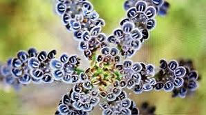 Blue Kalanchoe Flower Seeds ~ Succulent ~ Easy Care ~ Grow Your Own ~ Spring