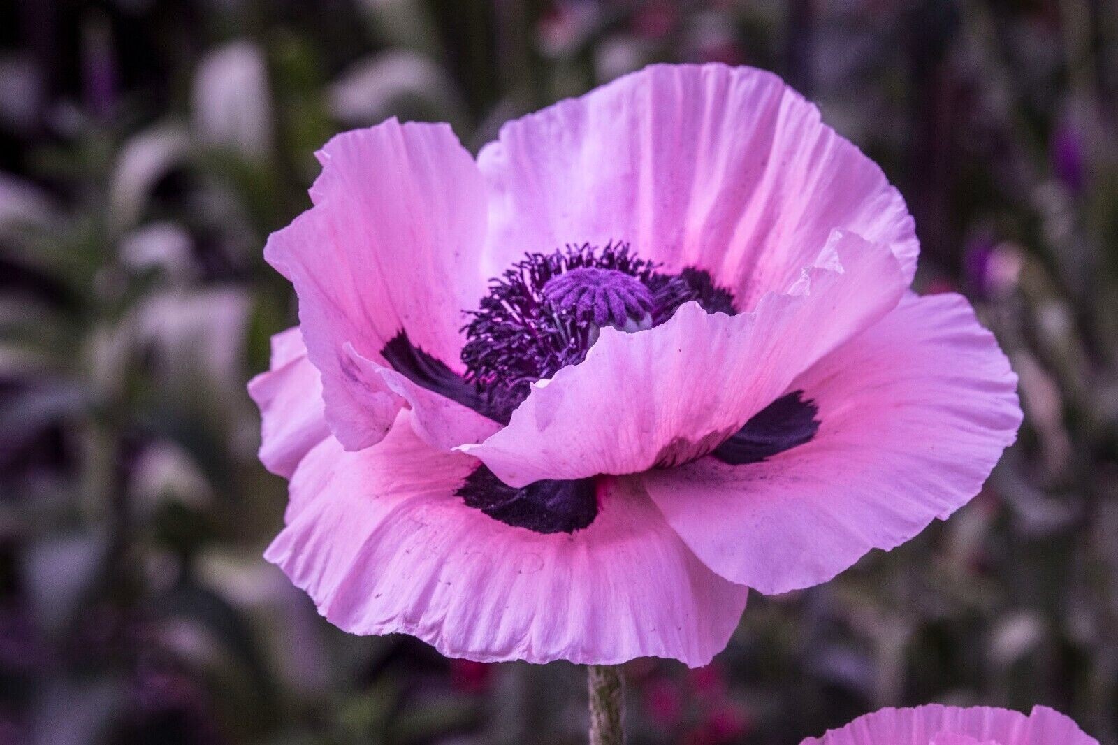Poppy Seeds HUNGARIAN BREADSEED Purple Huge Pods Garden Delight 20000 Seeds!
