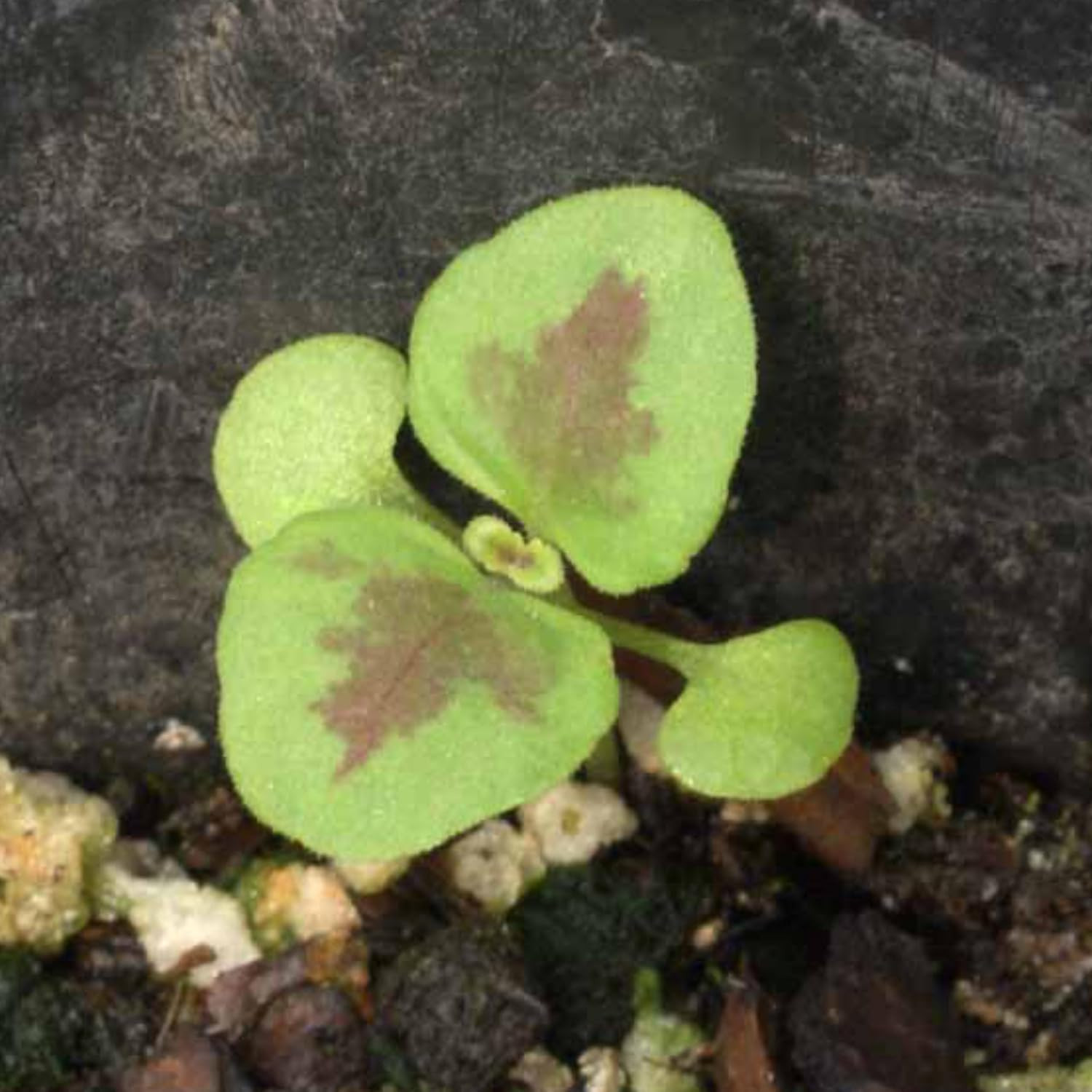 Coleus Seeds for Planting Rainbow Mix Painted Nettle 1 Pack