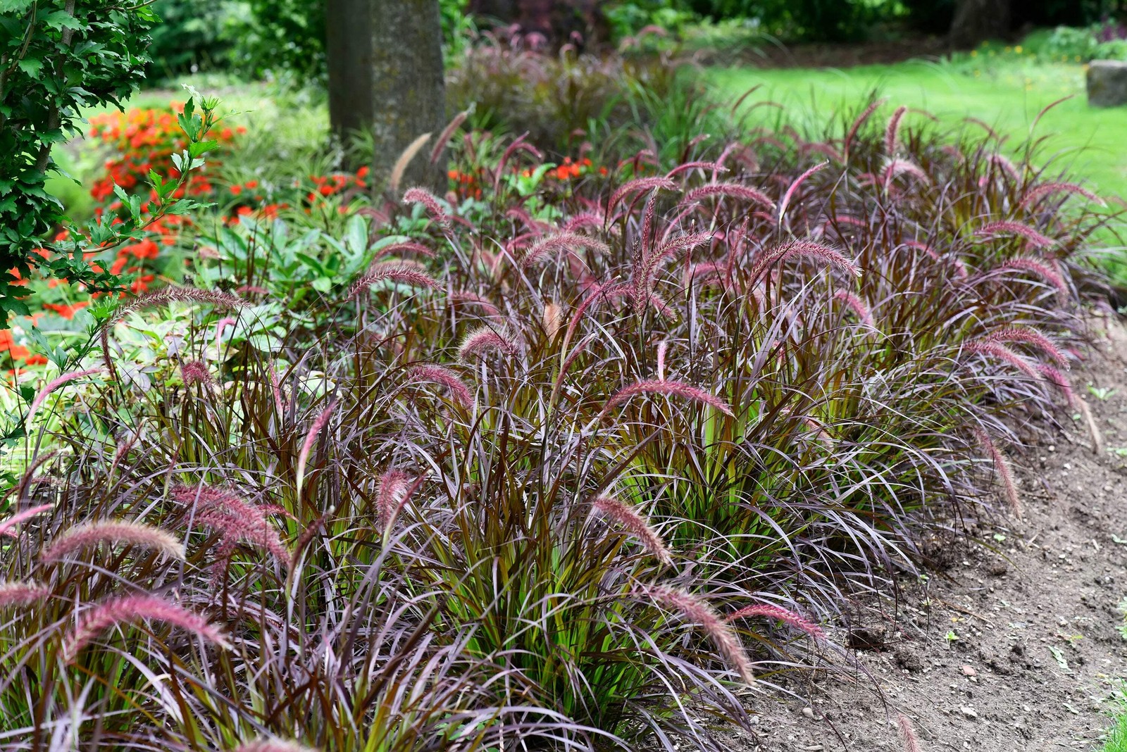 25 PURPLE FOUNTAIN GRASS Ornamental Pennisetum Setaceum Dark Burgundy Flower See