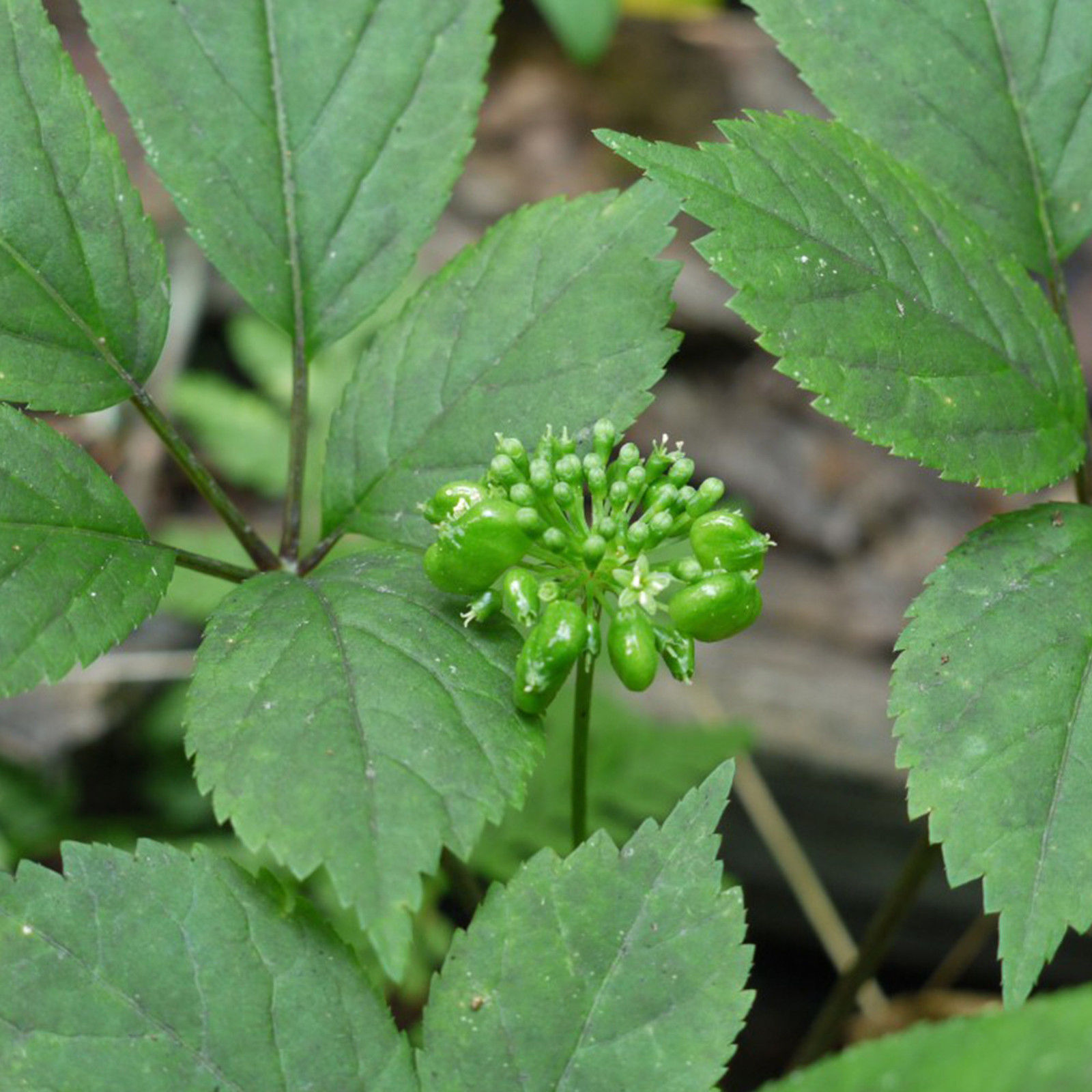 Stratified Paw Paw AMERICAN GINSENG SEEDS Panax quinquefolius(sold out) +Paw Paw