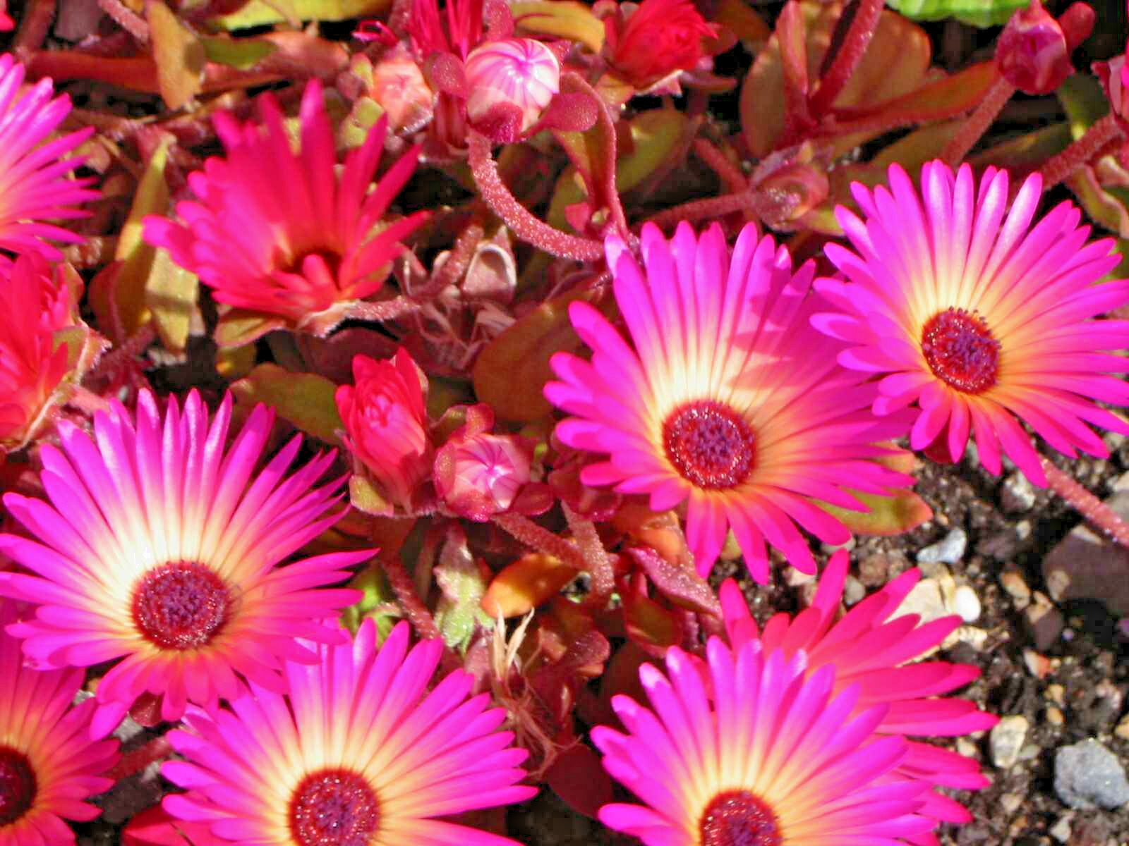 1000 ICE PLANT Seeds (Dorotheanthus bellidiformis) Annual Flowering Succulent