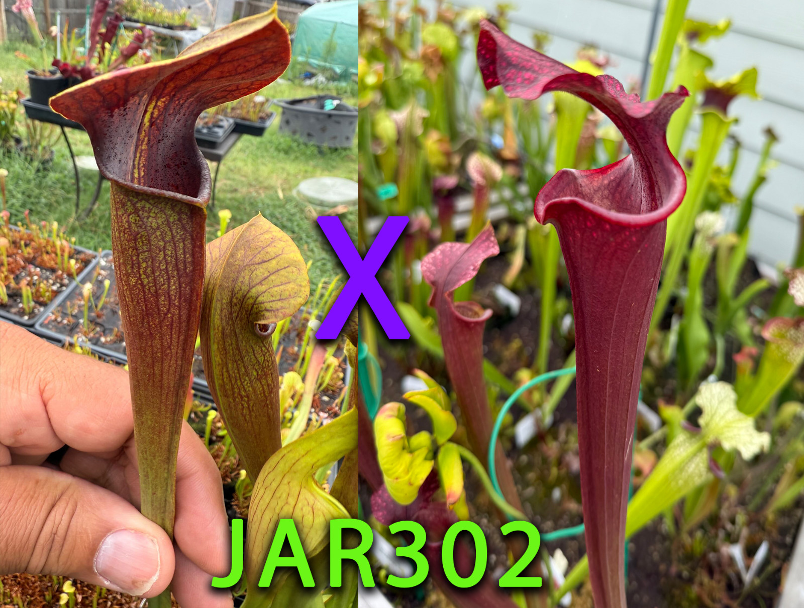Sarracenia Seed – JAR302 – Alata Night x Royal Ruby
