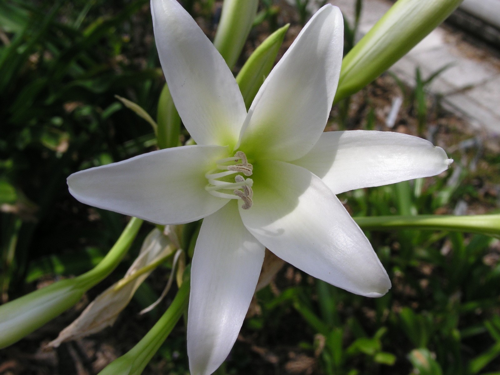 Crinum Lily, Bulbispermum Album ‘White Oak’, small-size bulb NEW