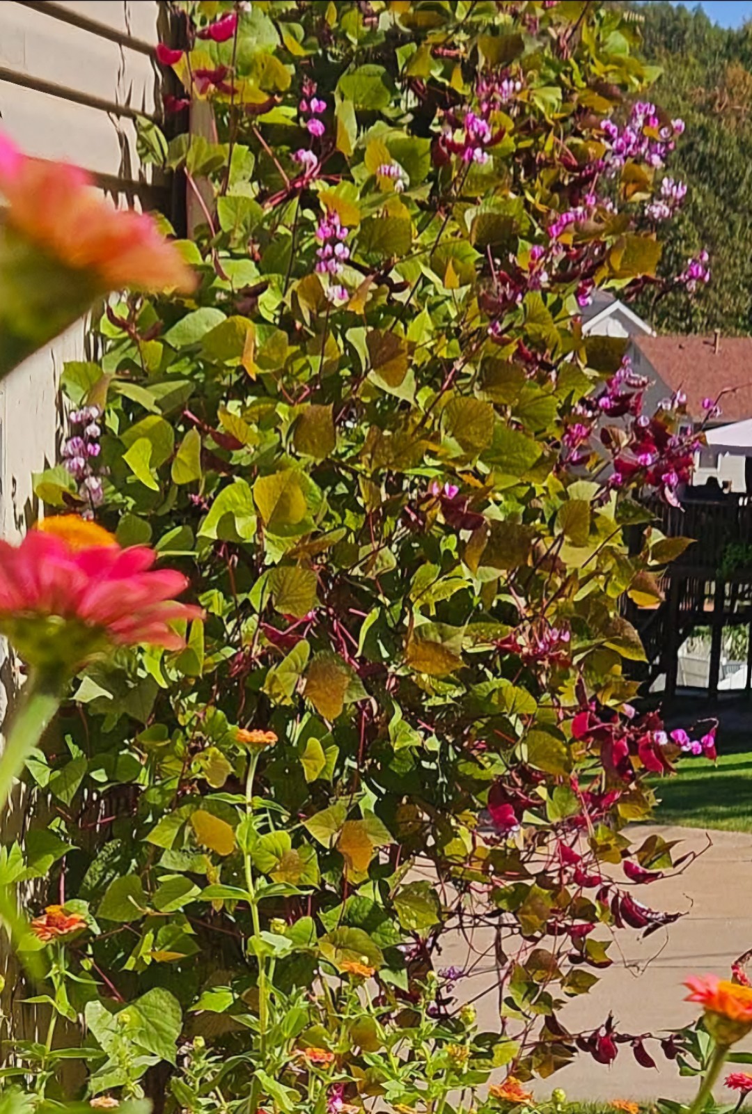 Purple Hyacinth Ruby Moon Bean Vine Seeds/Pack of 30 Seeds