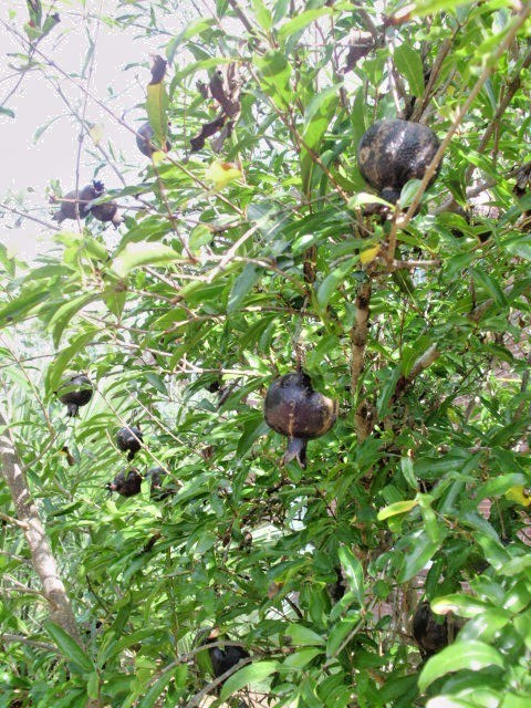 20 EIGHT BALL POMEGRANATE SEEDS – Punica granatum “Eight Ball”