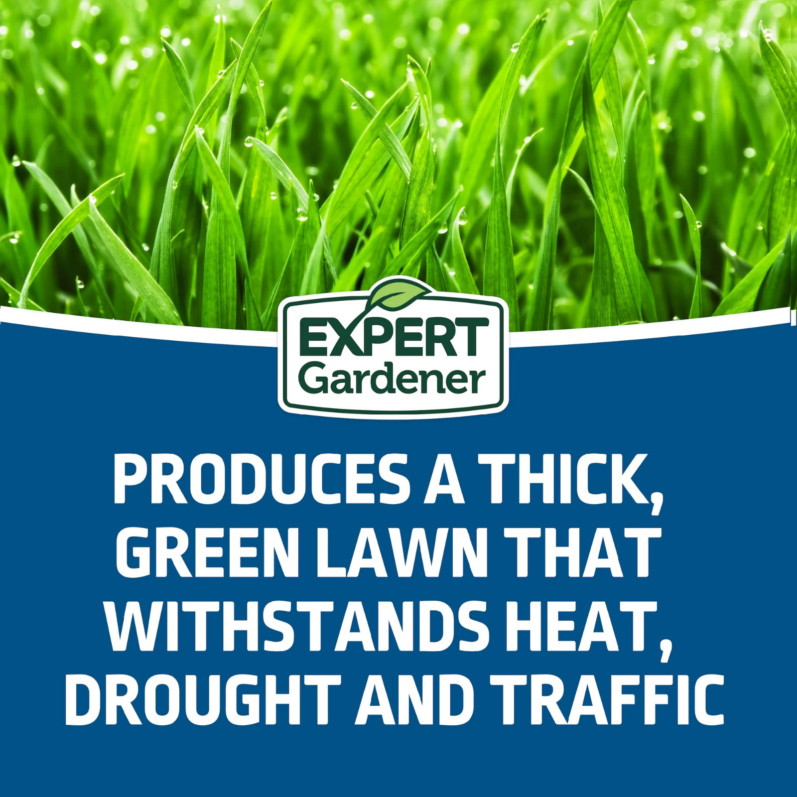 Kentucky Bluegrass Northern Grass Seed Mix, for Sun to Partial Shade