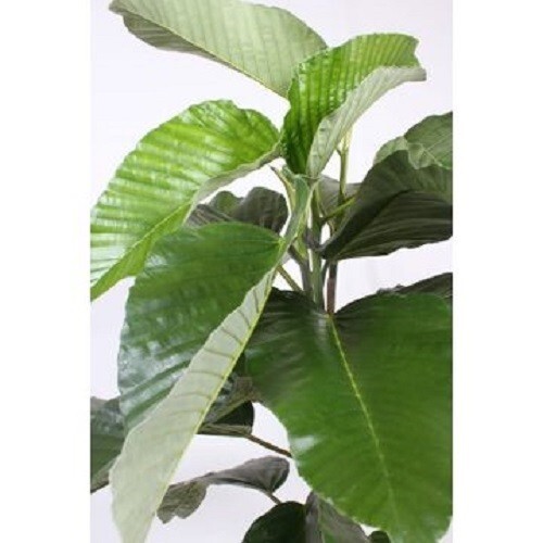 Rarest Bussei Pleated Leaf Ficus Tree (ficus bussei floris)- 3 cuttings