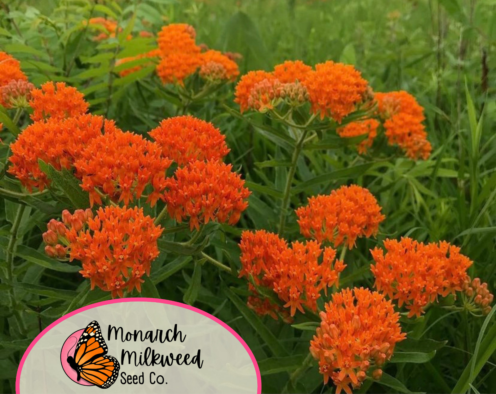 150+ ORANGE BUTTERFLY MILKWEED SEEDS | Monarch Butterfly Native Pollinator Plant