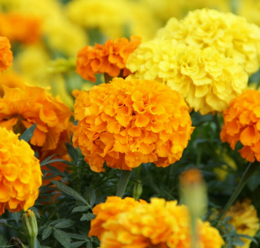 Cracker Jack African Marigold Seeds | Tall Orange Yellow Annual Flower Seed 2024