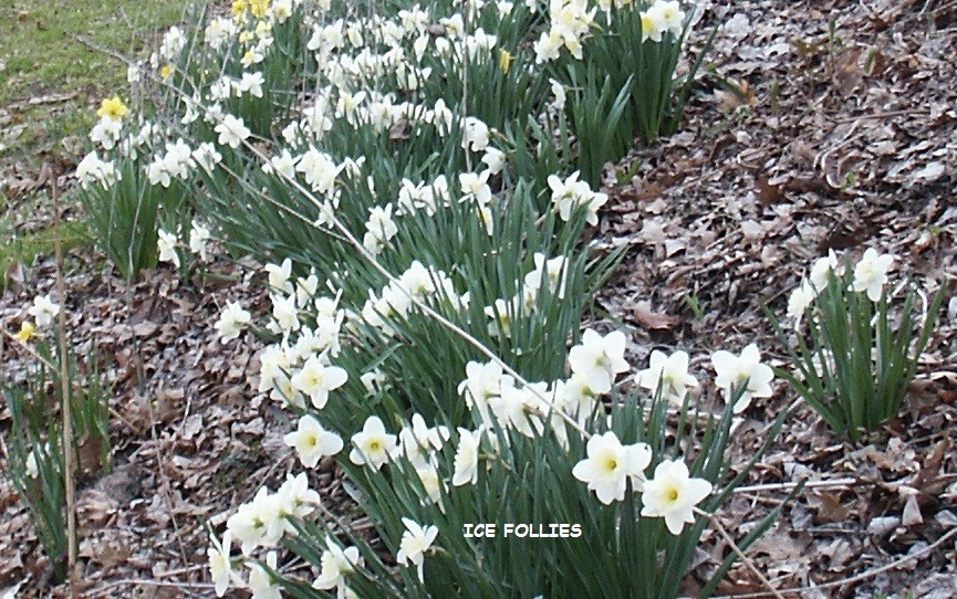 24 DAFFODIL BULBS Narcissus Jonquil Yellow White ICE FOLLI ES FromMyGarden*READ