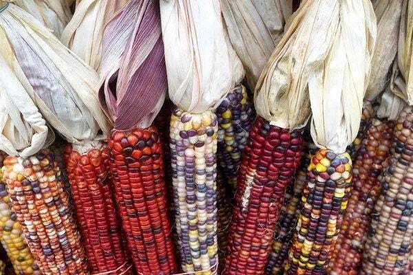 Organic Painted Mountain Dry Corn Seeds