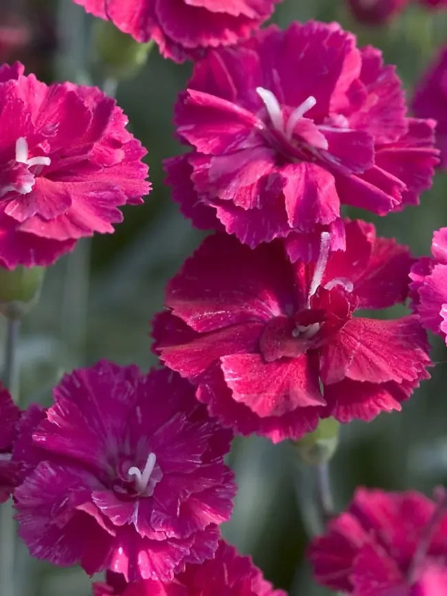 100 Carnation Seeds Dianthus Flowers Seed Flower Perennial “Black Berry Ice”