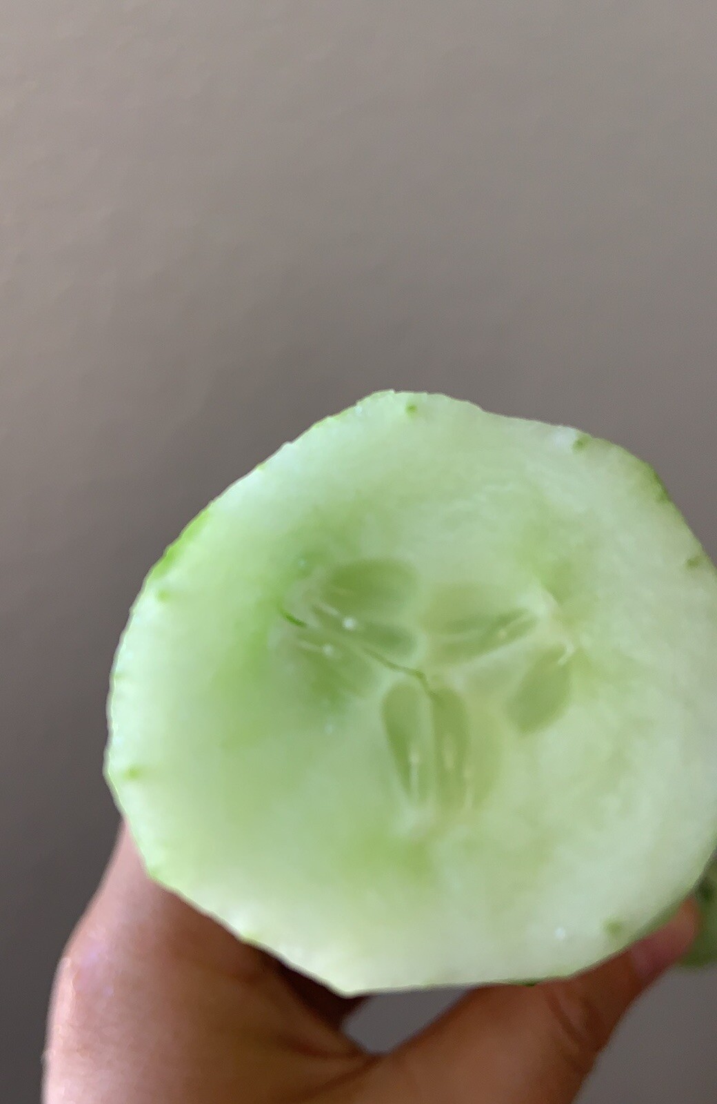 30+ TianJin Tender Cucumber Seeds 30多粒2023年天津刺黄瓜新种子