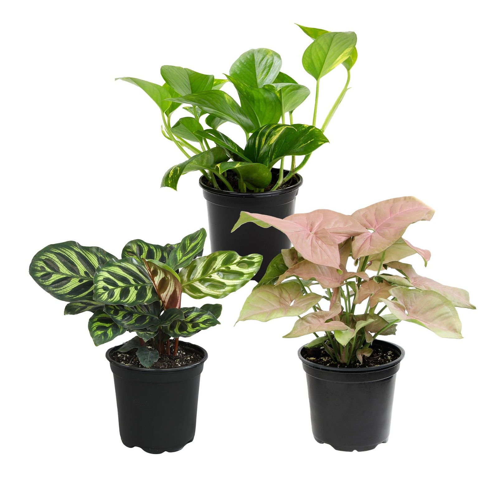 Assorted Indoor Plants 3Pack, Popular Live Varieties in 4.25″ Pots