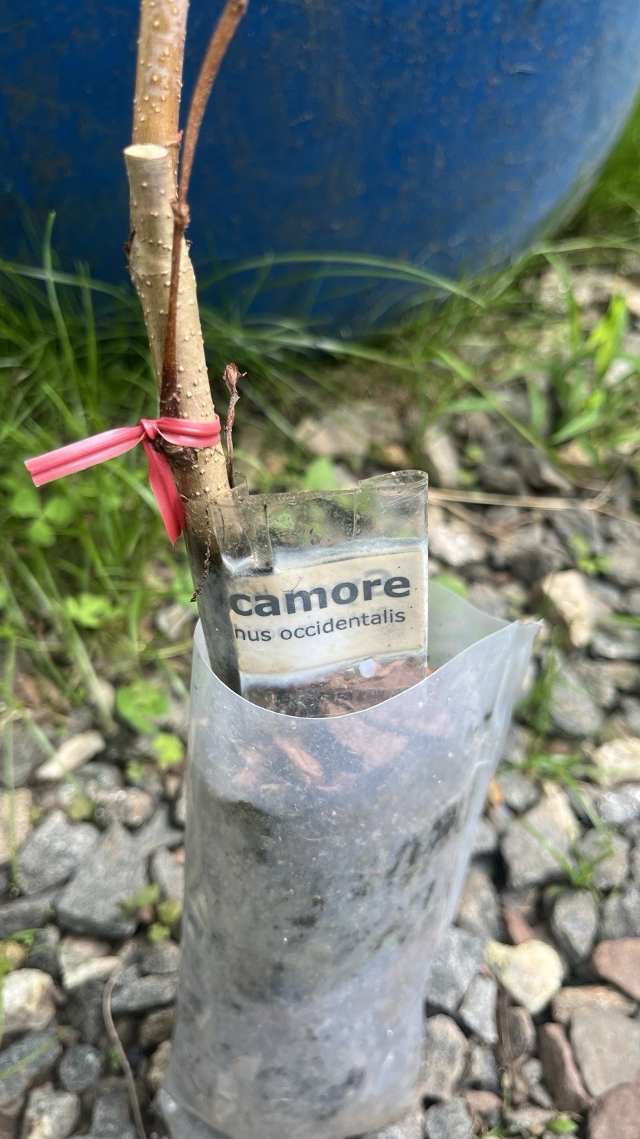 2-3 ft tall American Sycamore Tree – Platanus occidentalis 2 year old tree