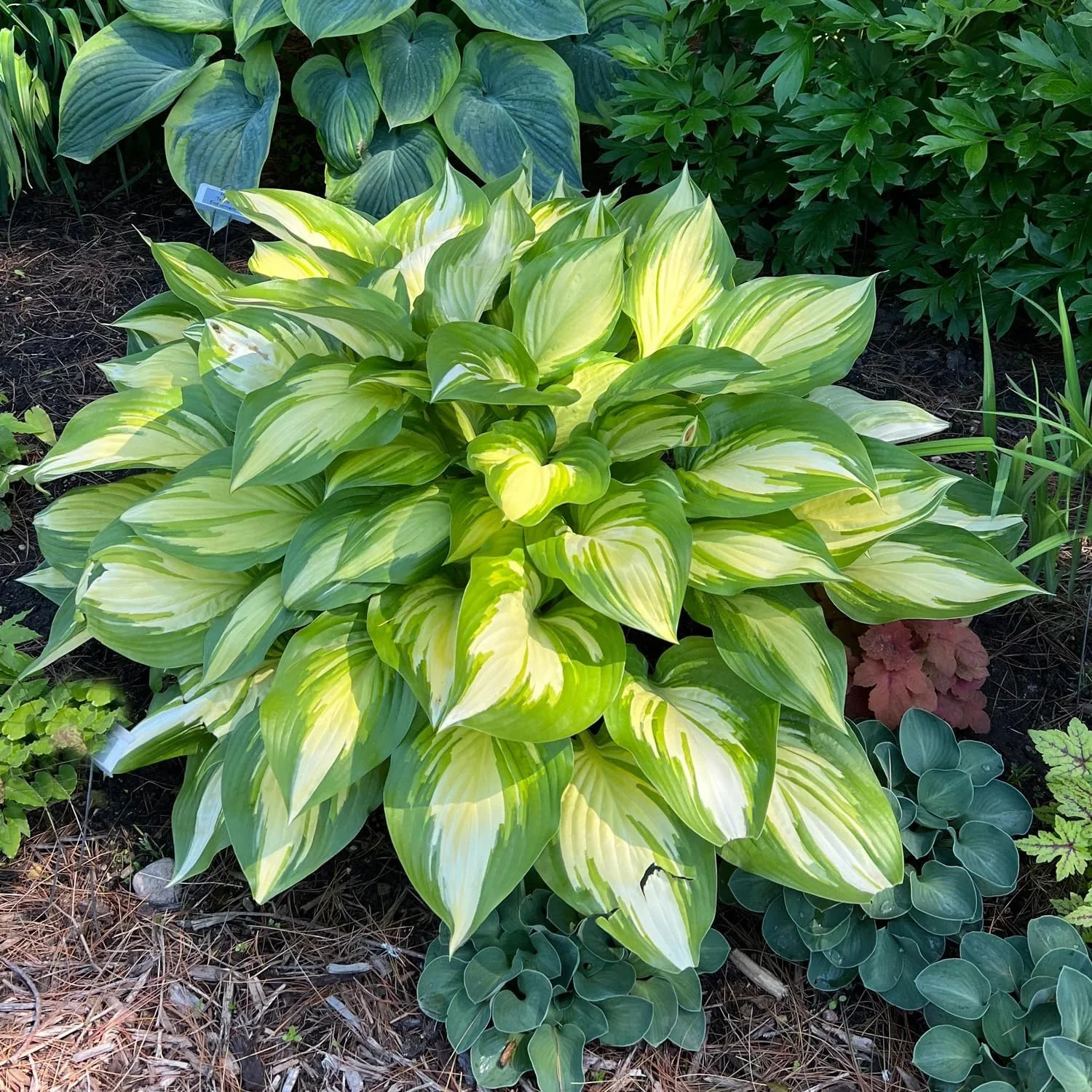 280+ USA PERMIUM Perennial Hosta Seeds for Planting Indoor Outdoor-Non GMO Heirl