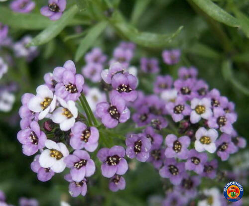 Purple Sweet Alyssum Flower Seeds Royal Carpet Dwarf – Ground Cover
