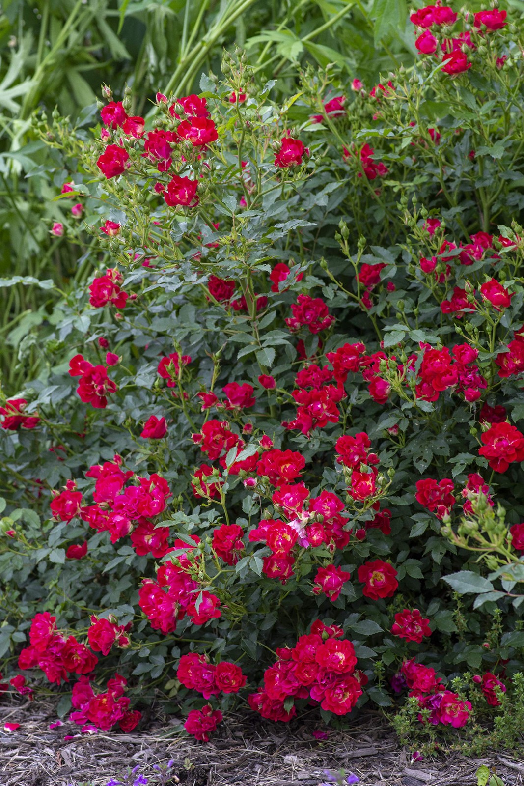 “Red Drift Roses Double Blooming, Easy Care, #2 Container Size”