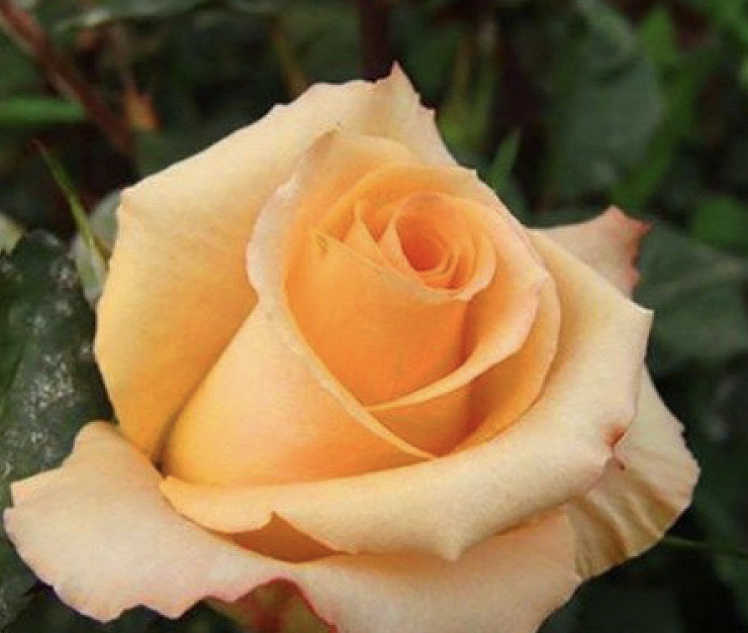 (10) CLASSIC ROSE SEEDS perennial flower garden plant bush tea USA SELLER TRACK
