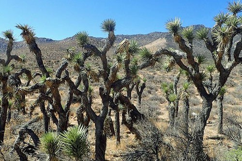 Yucca brevifolia | Joshua Tree | 5 Seeds