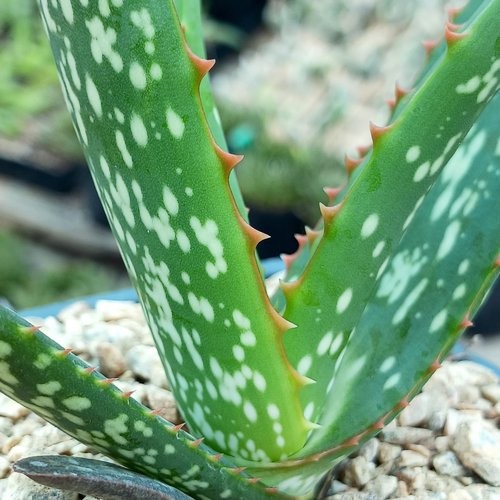 Aloe camperi ‘cornuta’ 5 Seeds Free Shipping!