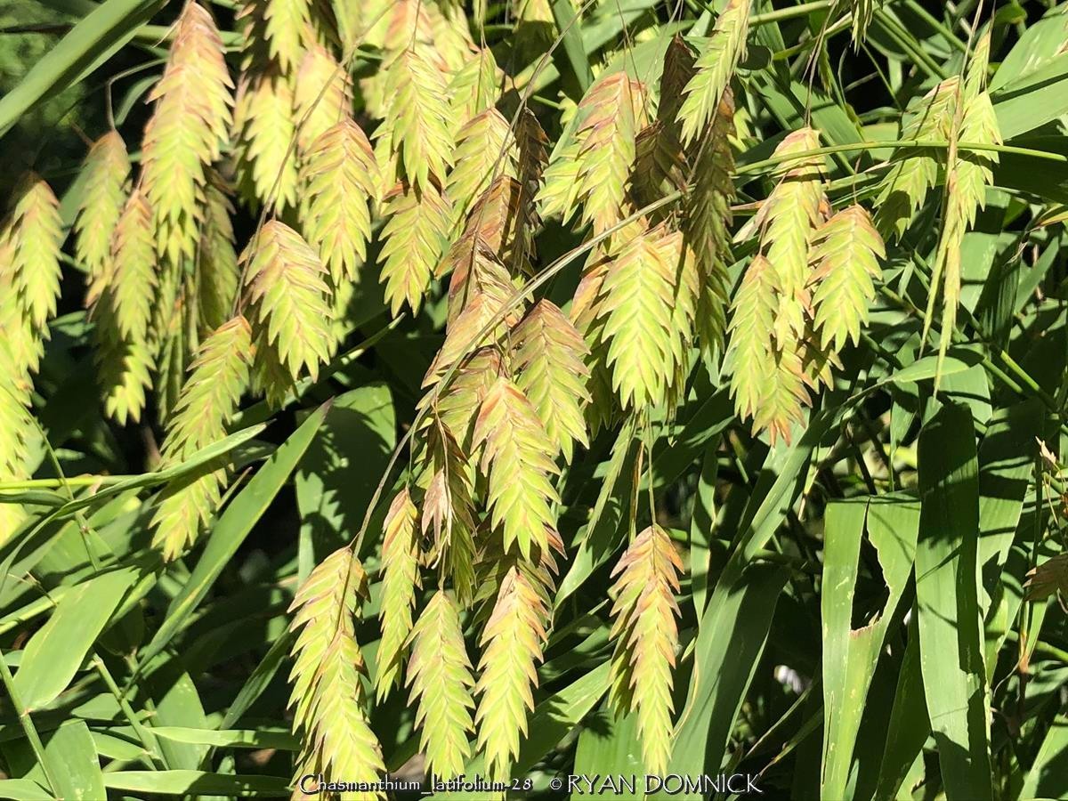 BULK SEEDS!…Chasmanthium latifolium…Northern / Inland Sea Oats…QTY/bag=250
