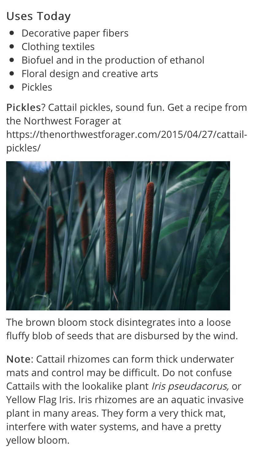 Typha Latifolia Cattail Seeds 1000+ Seeds ‼️Free Shipping USA OREGON Grown