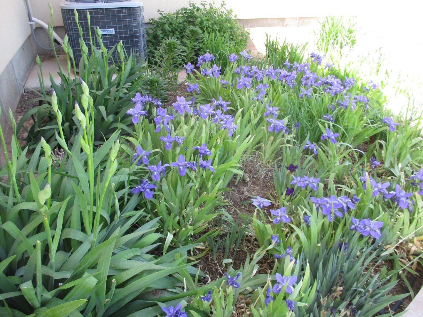 Siberian Iris Light White & Purple