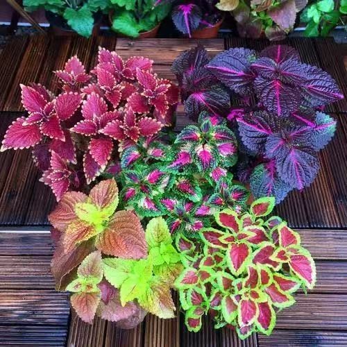 Coleus Mix Color 20 seeds / Coleus scutellarioides.