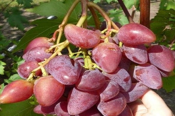 Dubovskiy pink Grape Vine – 3 cuttings , no roots- imported