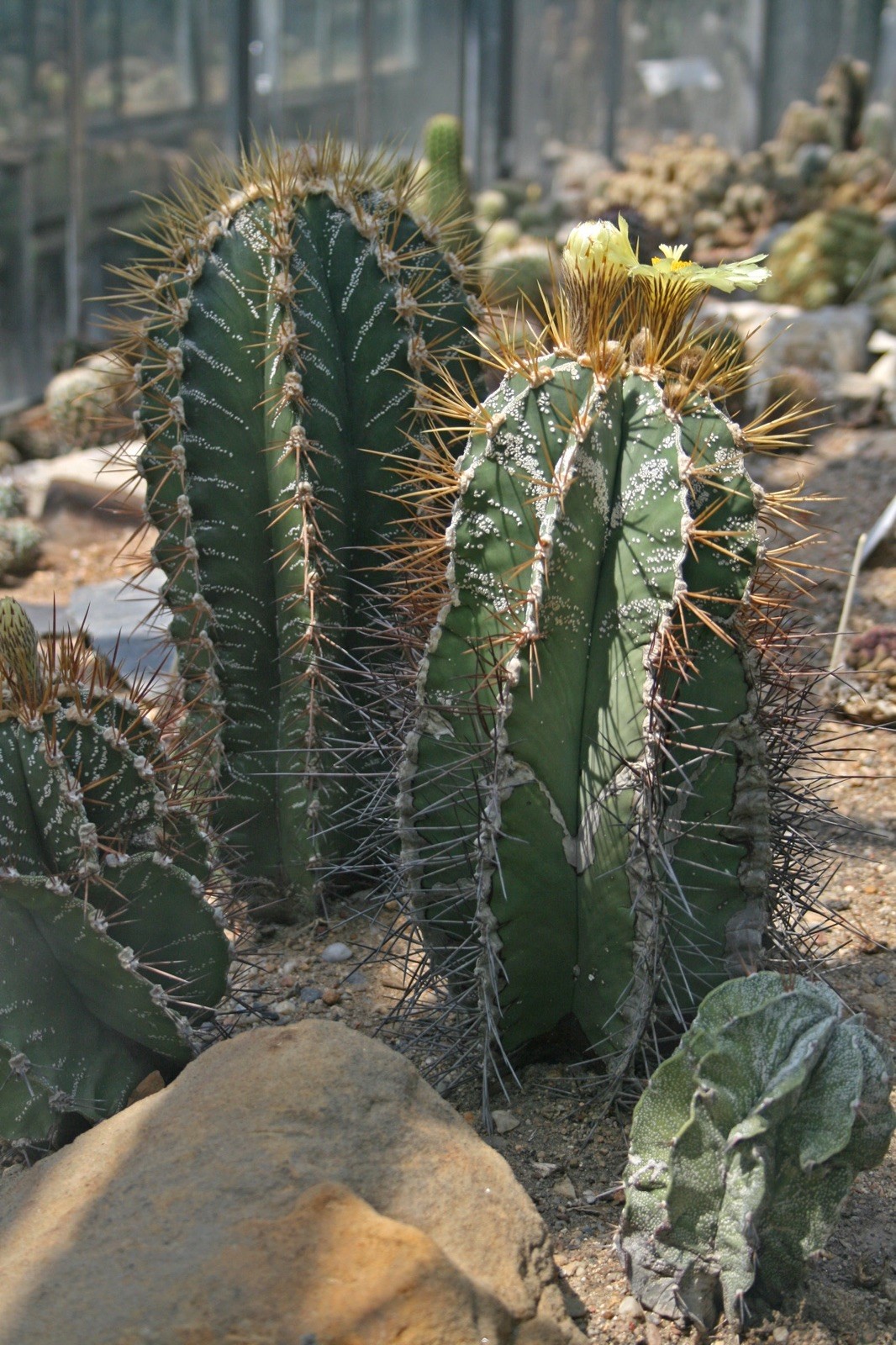 Astrophytum ornatum 100 Seeds