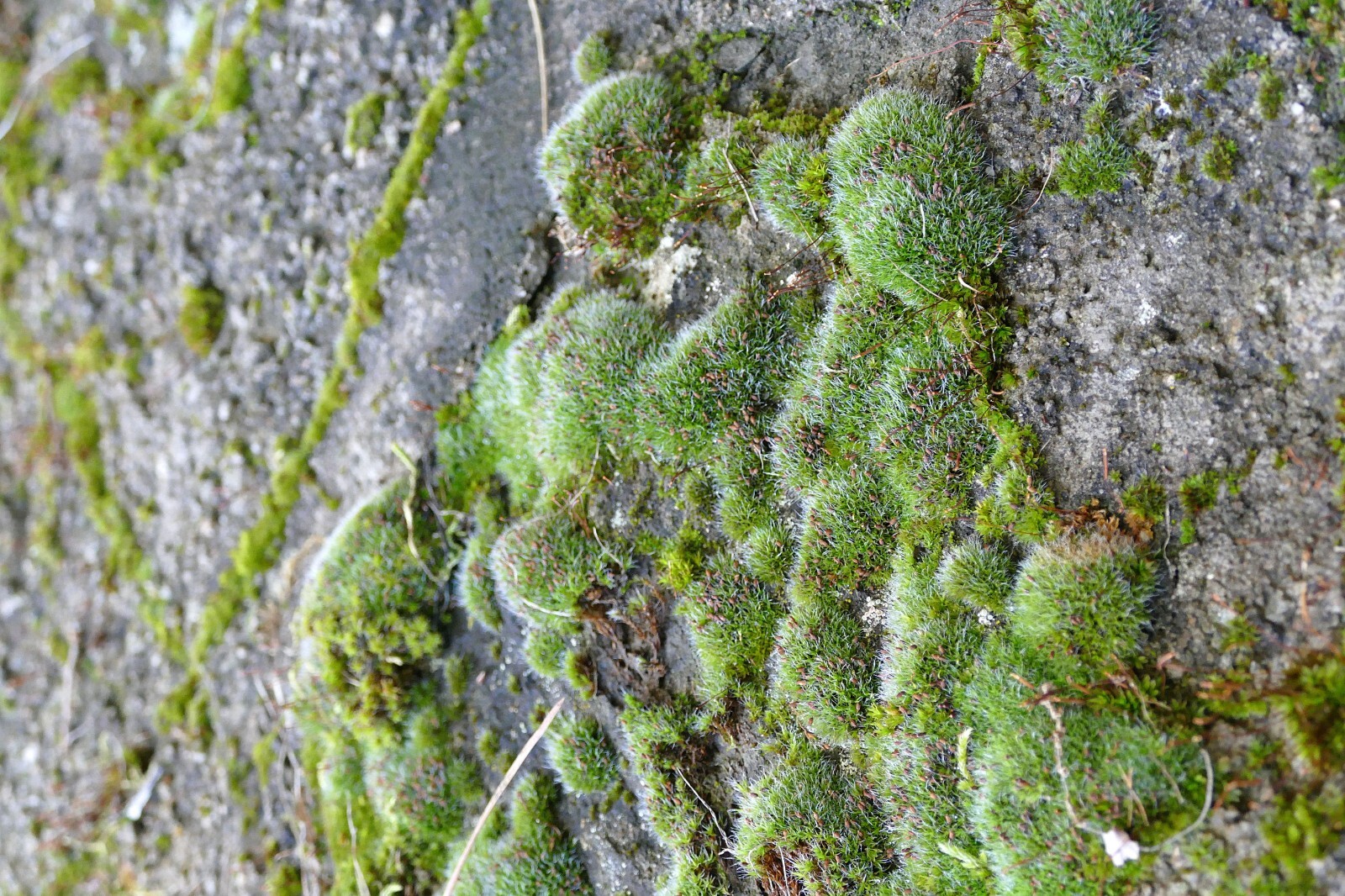 Irish Moss 300 Pelleted Seeds Sagina Subulata