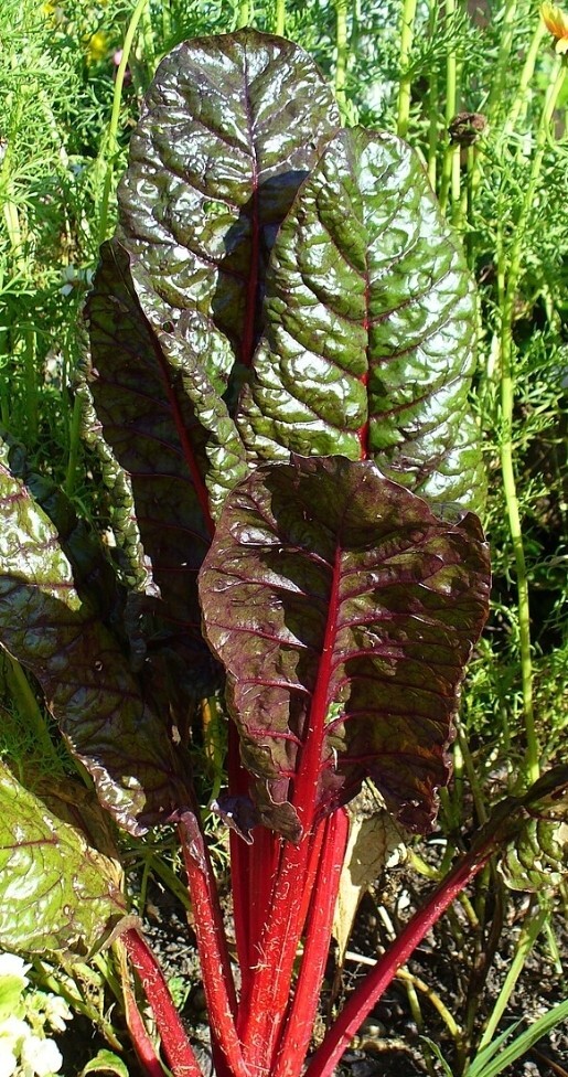 Swiss Chard, Red (Beta Vulgaris ssp. Cicla Red), SEEDS