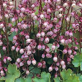 Heuchera pulchella Fairy Dust 1,000 seeds