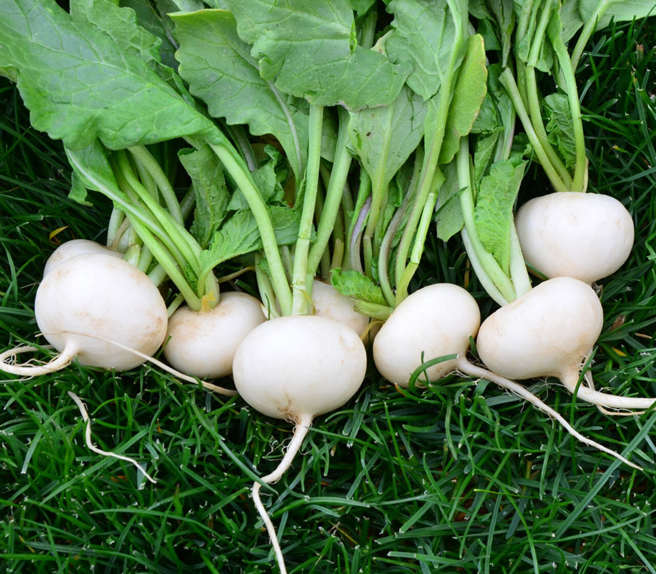 700+ HAILSTONE RADISH SEEDS. FRESH FOR GARDENS