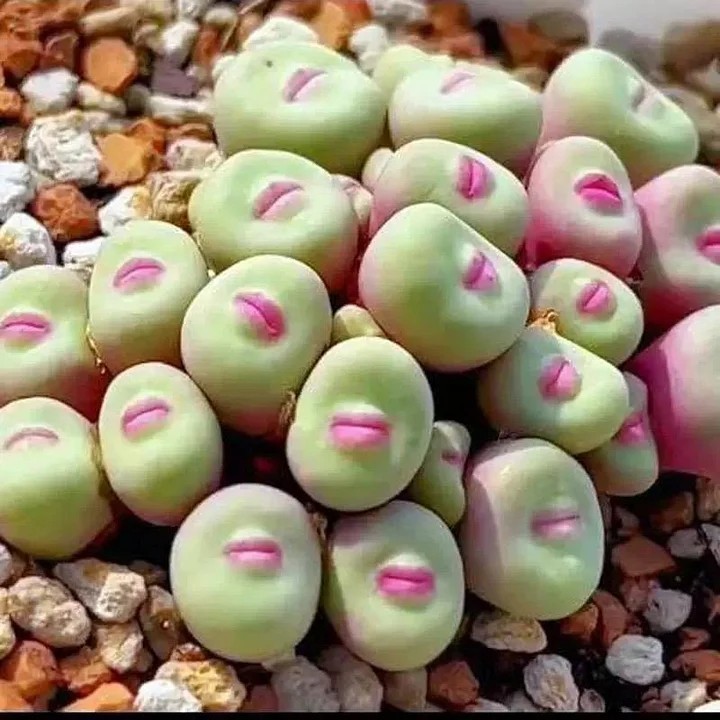 Rare 500+SEEDS Conophytum Pageae Red Lip Succulent Seeds Pink Succulents